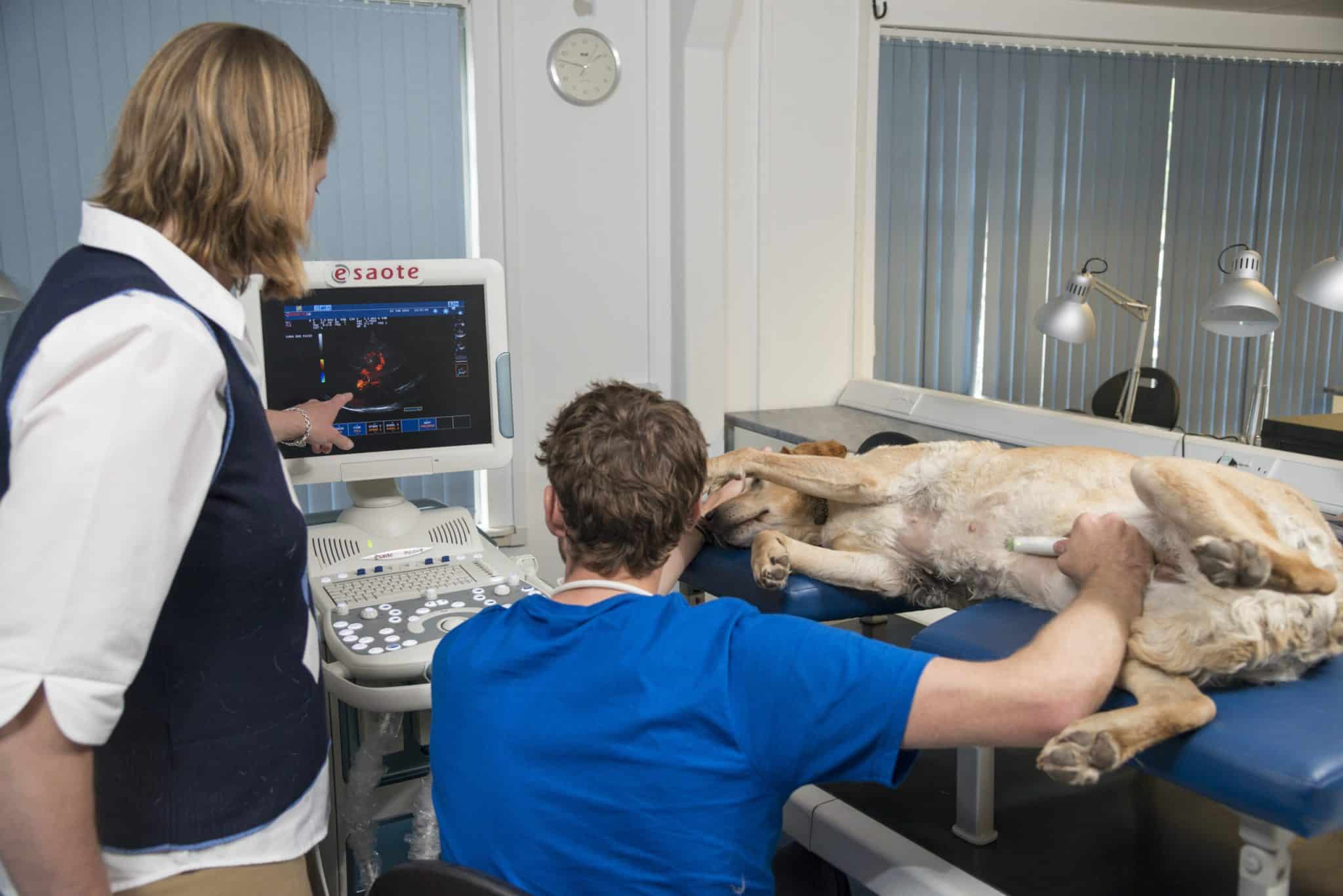 Small Animal Ultrasound CPD Courses with a delegate practising