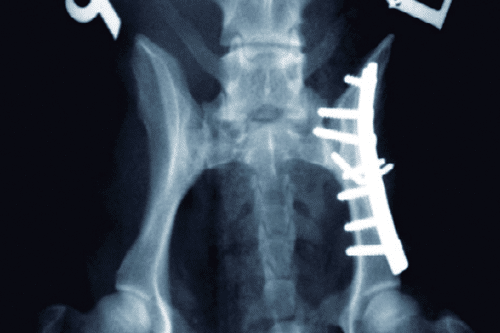 Small Animal Pelvic Fracture Course Image of a ilial shaft fracture repair.
