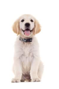 Puppy 1