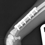 Introduction to small animal orthopaedics 2 day practical course header image